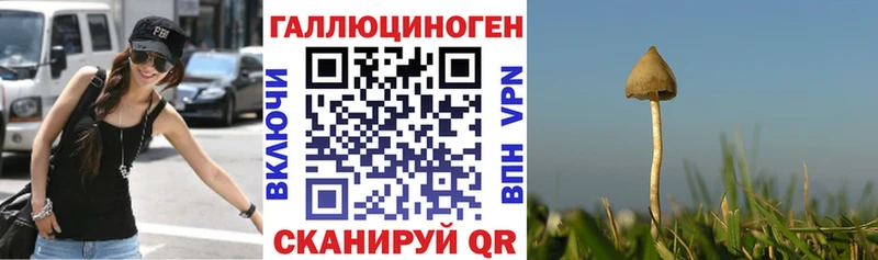 дарнет шоп  Артёмовский  Псилоцибиновые грибы GOLDEN TEACHER 